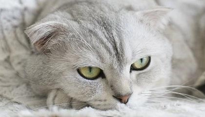 开云体育APP下载-雄鹿爆冷波兰男篮，波特关键制胜——NBA赛场的惊喜与激情